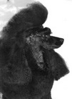 poodle-ogp