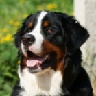 Teresa